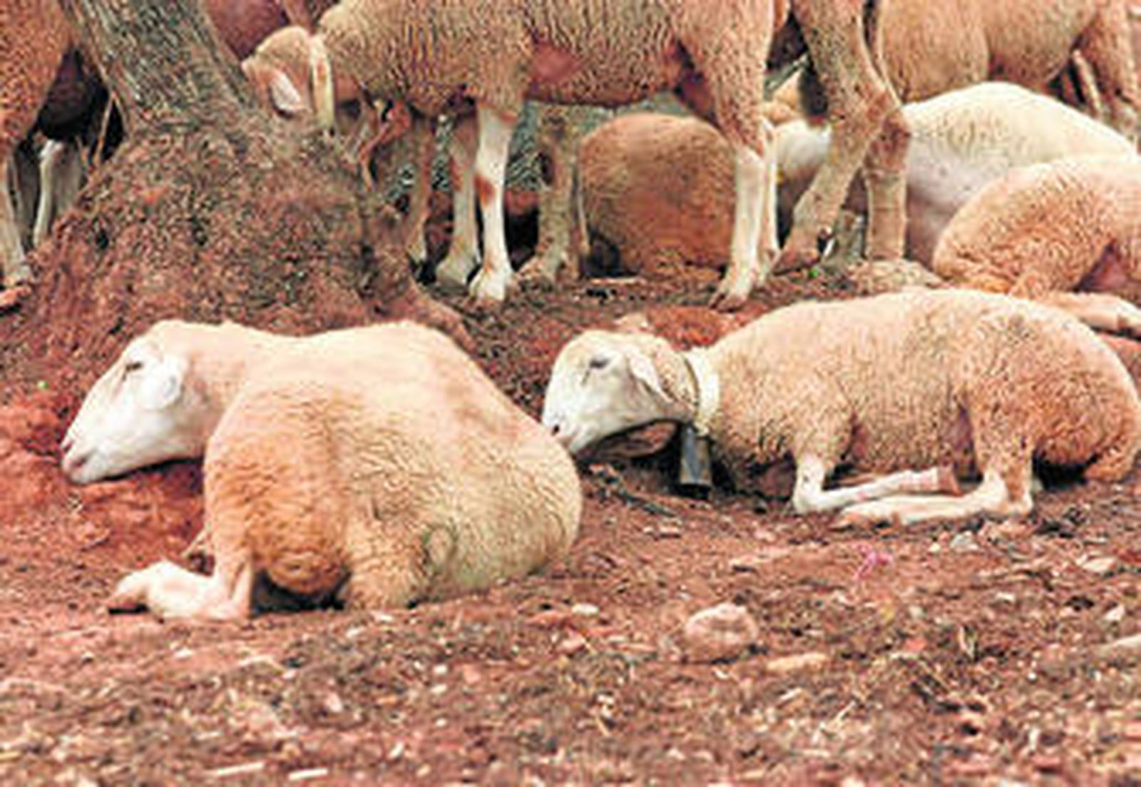 Dos ejemplares de oveja afectadas por la lengua azul, en imagen de archivo.