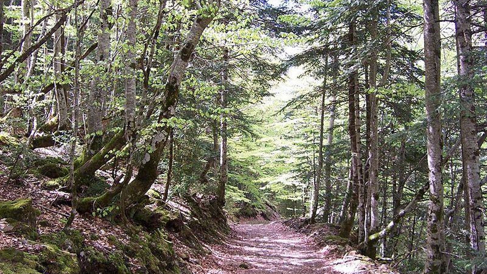 Bosques en Galería Río Segura La Toba en Santiago Pontones.