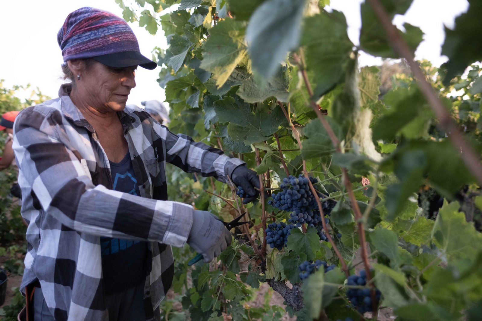 La vendimia de la Serranía, en imágenes
