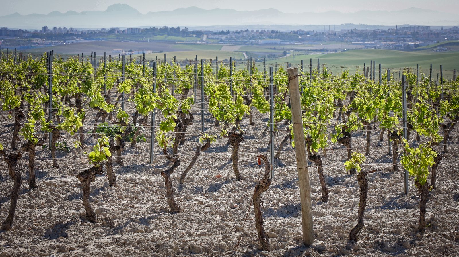 Santiago Jordi y los vinos de pasto de Patrick Murphy