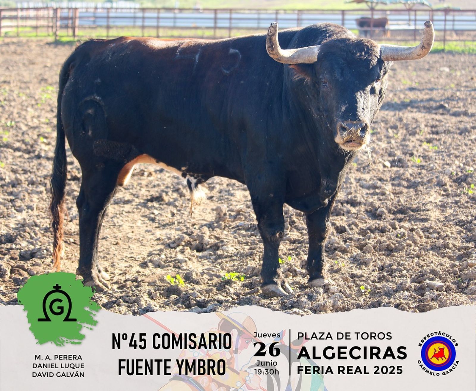 Así son los toros de Fuente Ymbro que se lidiarán este jueves en la plaza de toros de Algeciras