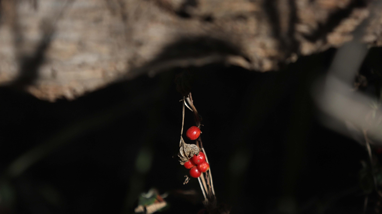 Fotos del estuario del río Guadiaro en San Roque