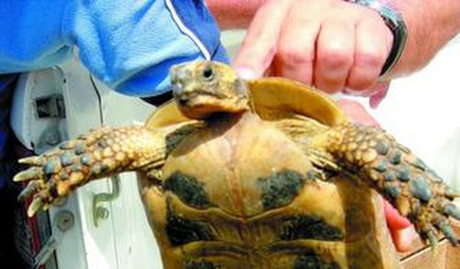 Un total de 95 tortugas mora fueron liberadas ayer en Sierra Cabrera.