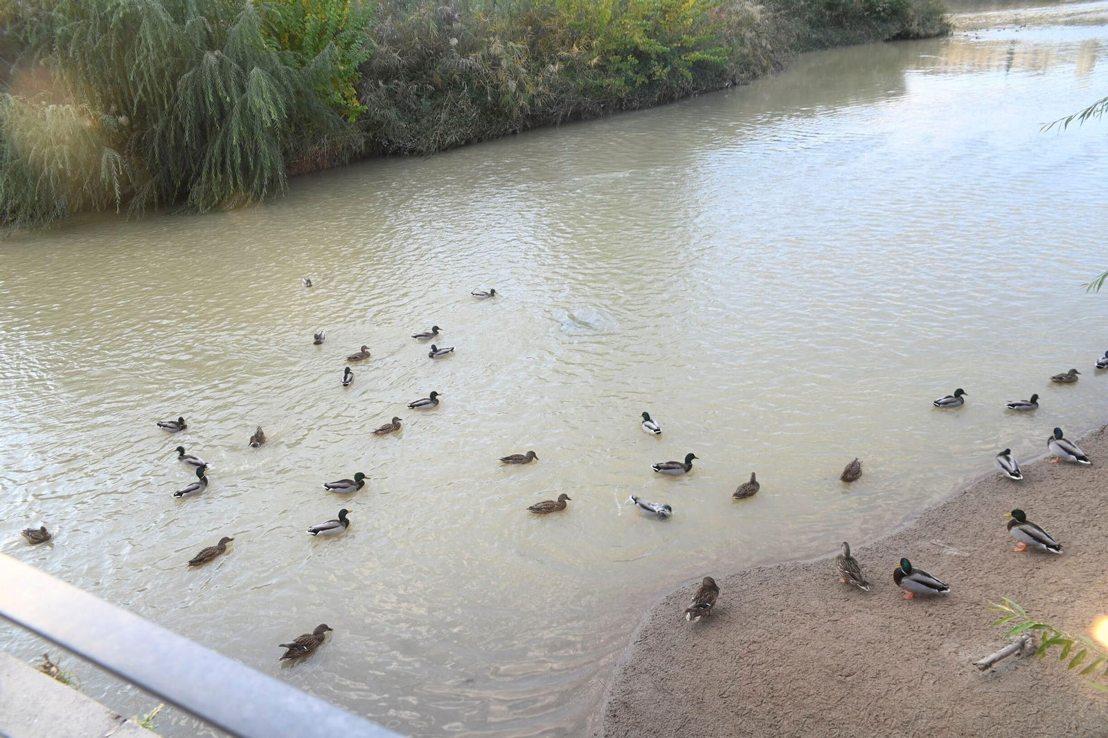 Las aves se reproducen en el río Guadalquivir a su paso por Córdoba, en imágenes