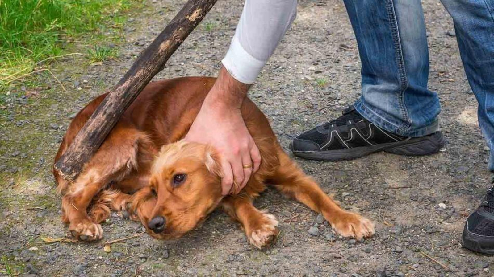 ¿Cómo se puede identificar a un maltratador de animales?