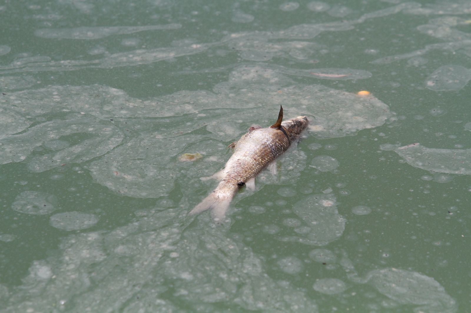 Mancha de aceite en el Guadalquivir