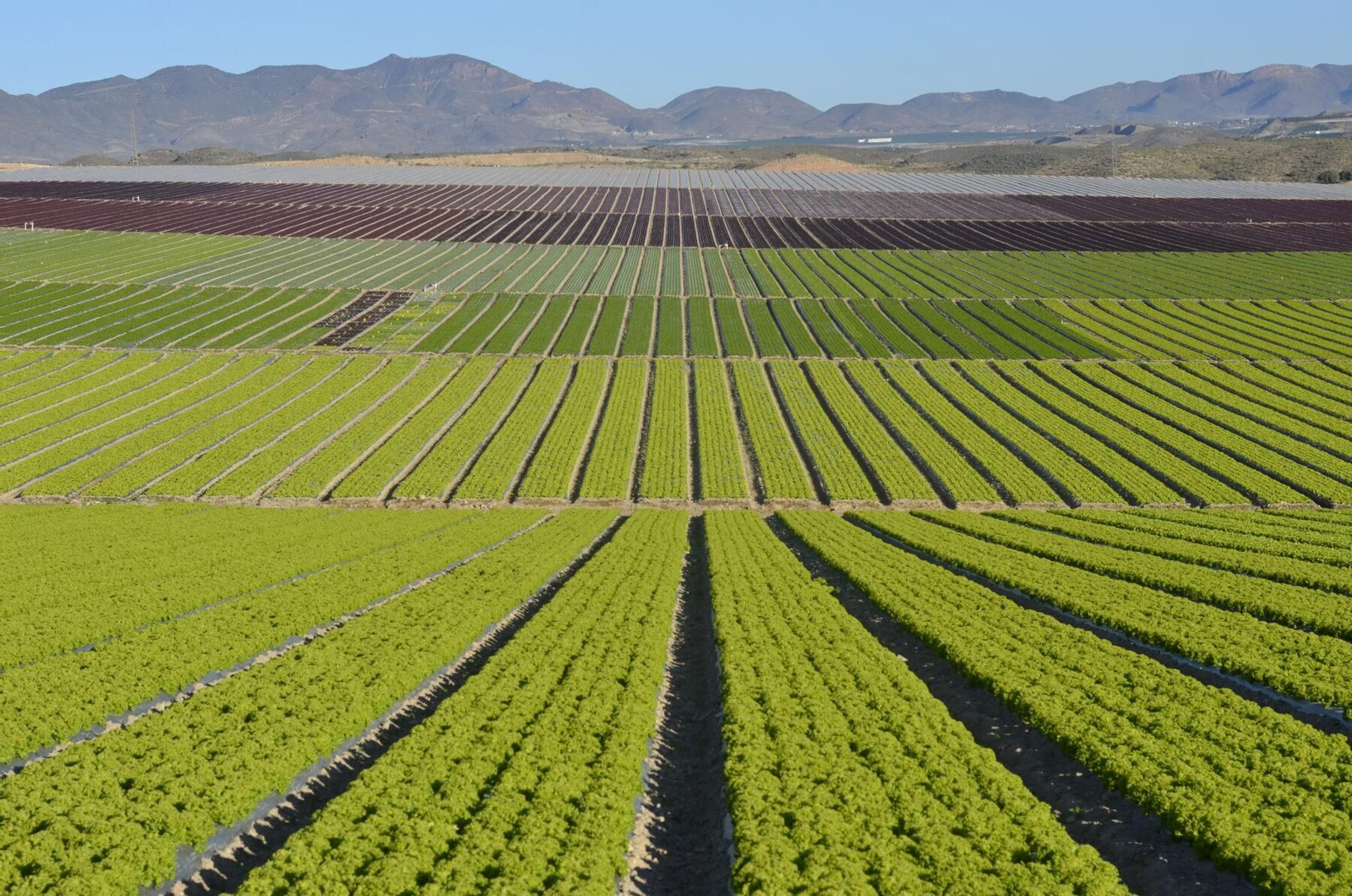 Vista panorámica de uno de los campos de cultivo de Pulpí.