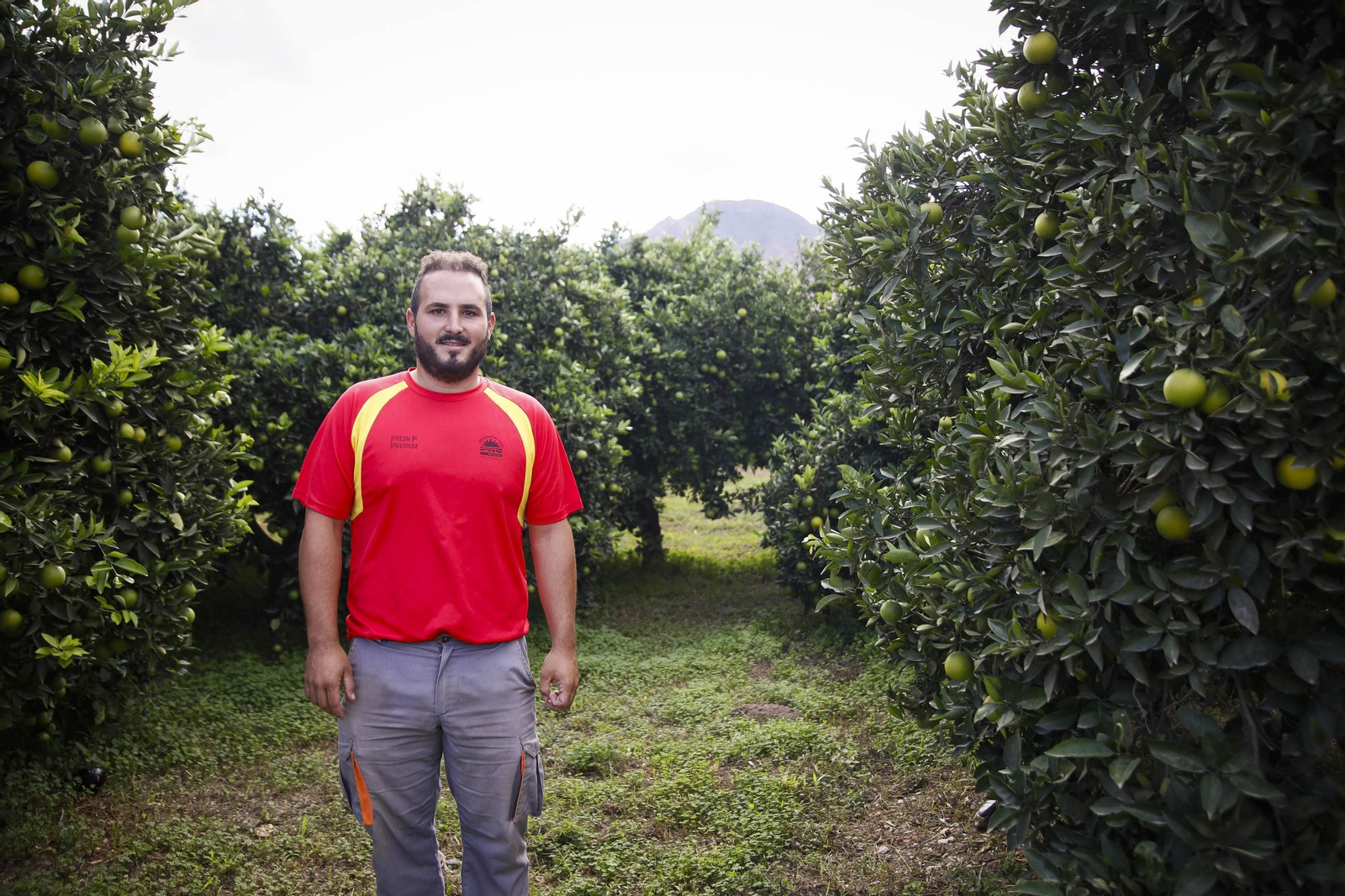 Las naranjas de Íllar, en imágenes