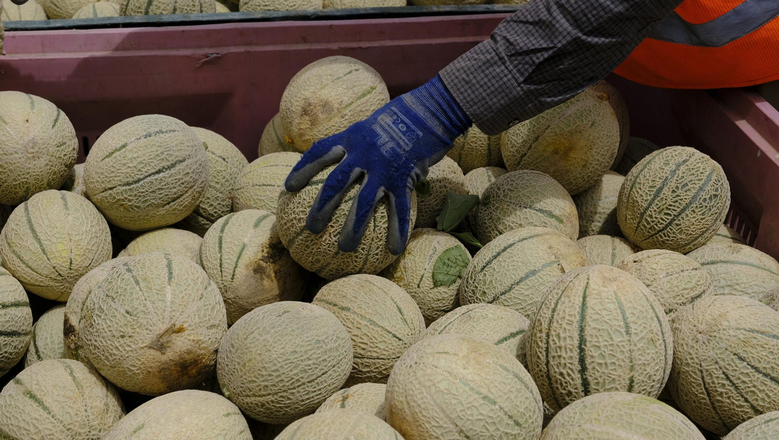 La sandía y el melón de Huércal Overa, manjares en imágenes