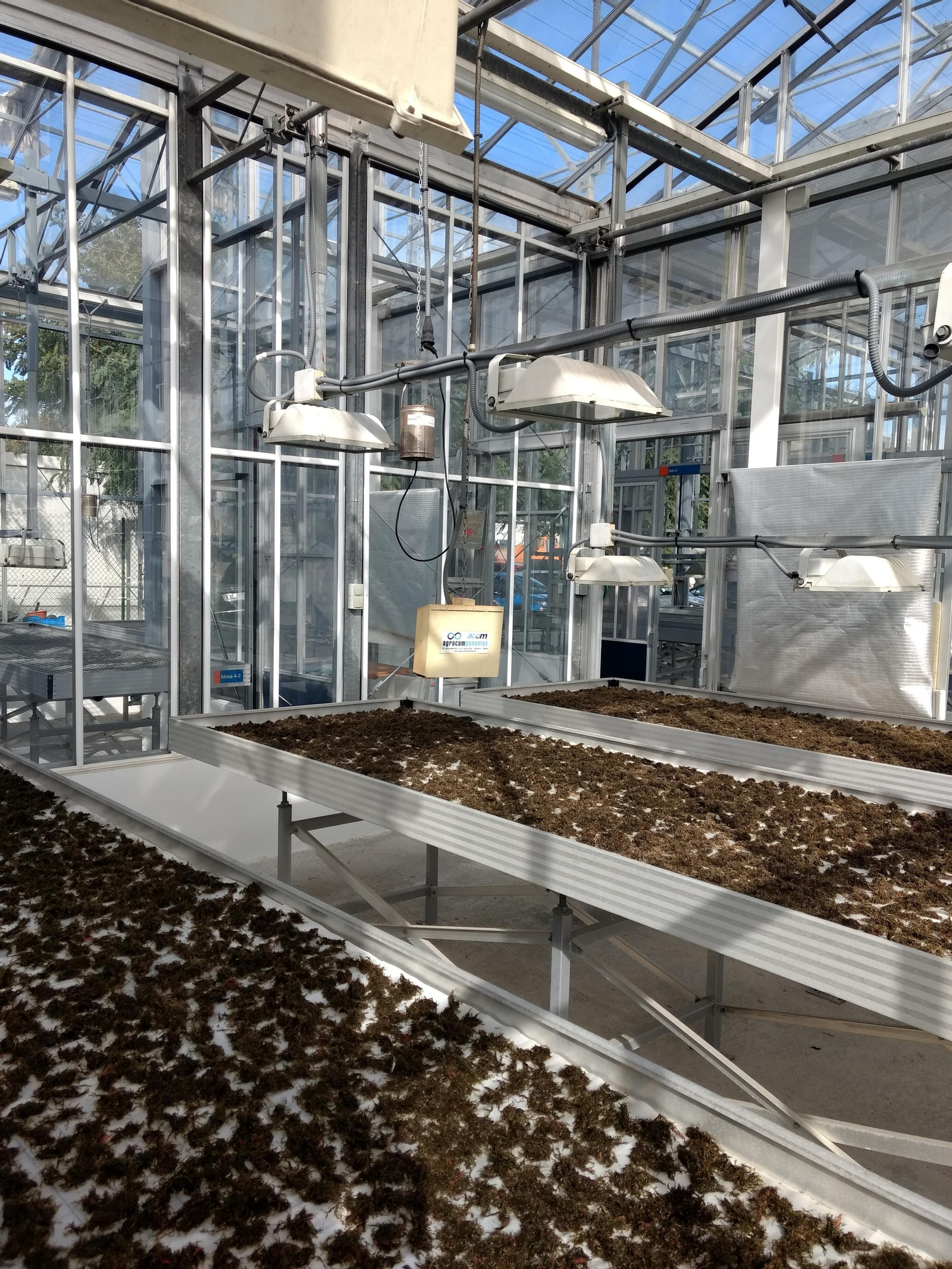 Secado de las algas en el invernadero de la UCA.