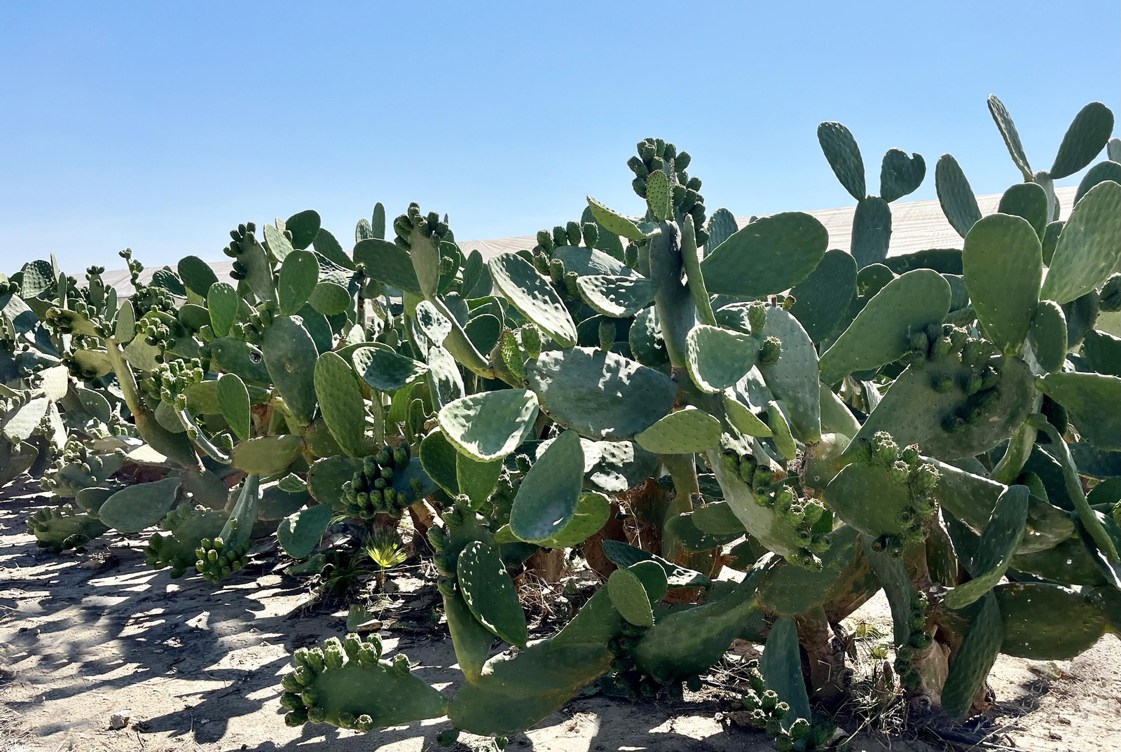 Las pencas de Almería vuelven a producir los chumbos más sabrosos