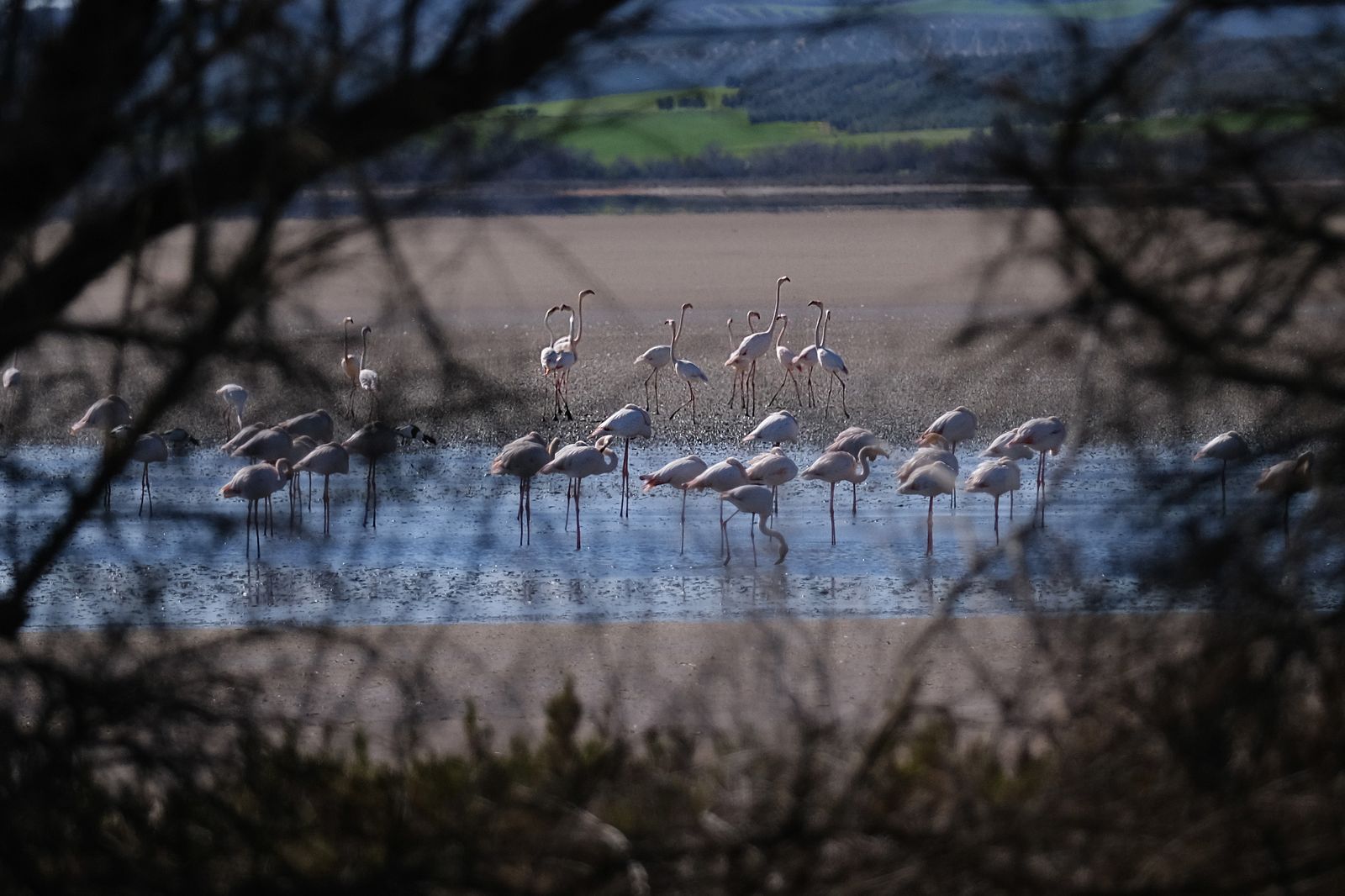 Los flamencos regresan a Fuente de Piedra, en fotos
