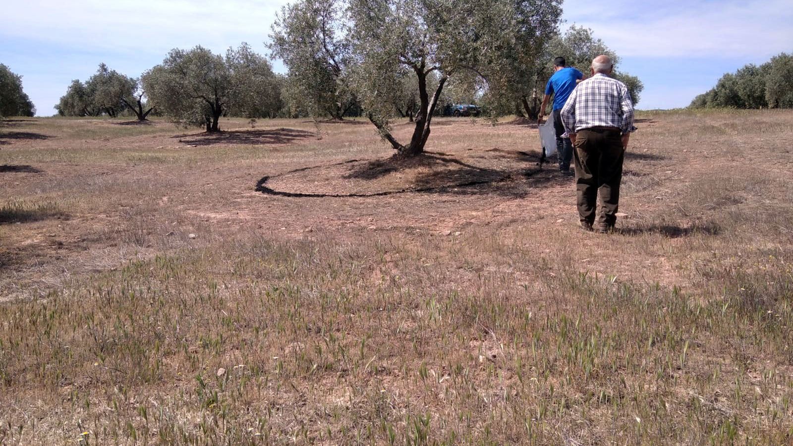 Soil Olive trabajos agricultor panorámica.