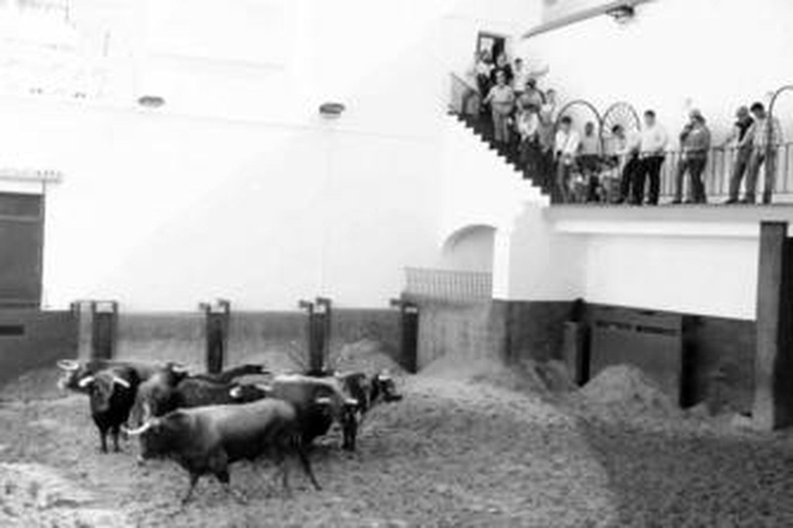 El encierro de Macandro, expuesto ayer en los corrales de la Real Maestranza sevillana.