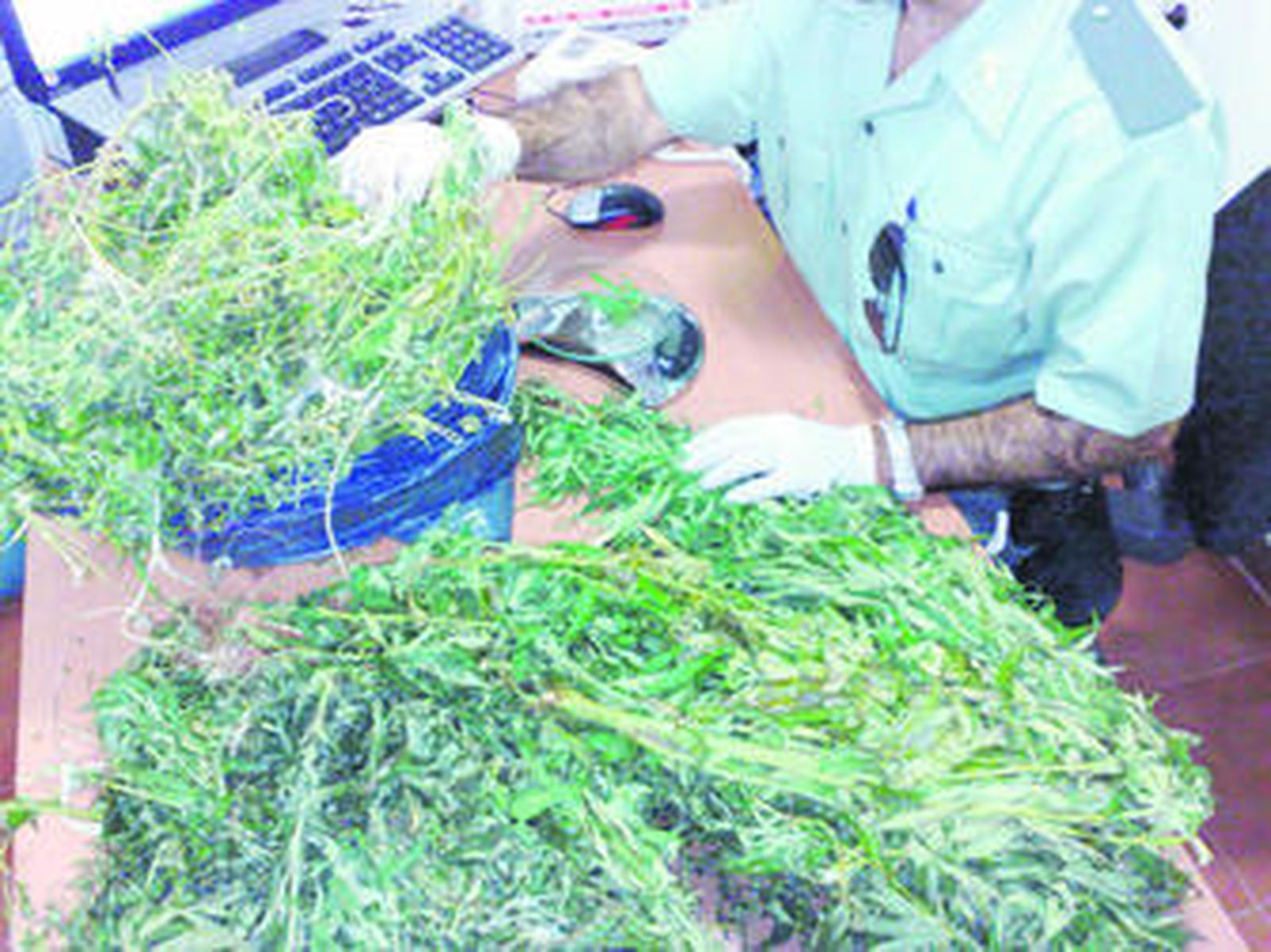 Un agente de la Guardia Civil manipula las plantas intervenidas en Arahal.