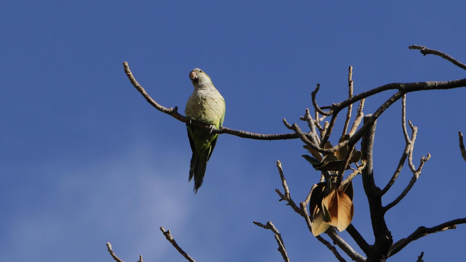 Una cotorra en los magnolios del Archivo de Indias.