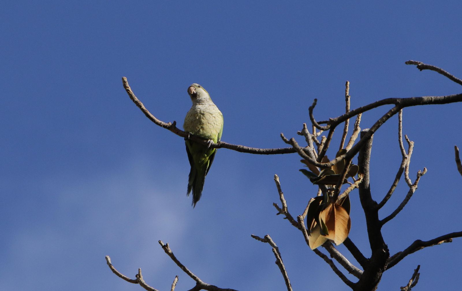 Una cotorra en los magnolios del Archivo de Indias.