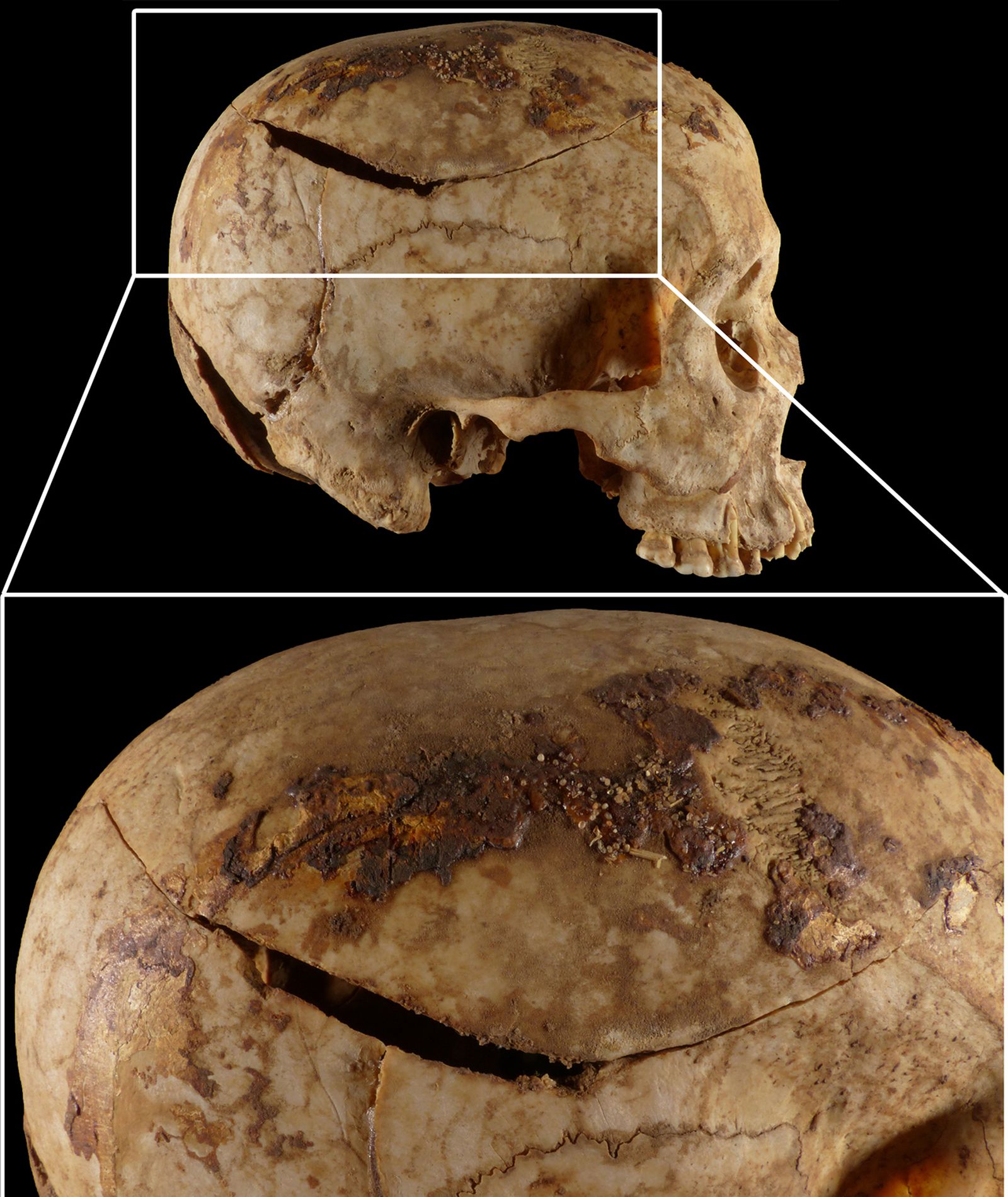 Imagen compuesta del cráneo QH35n.