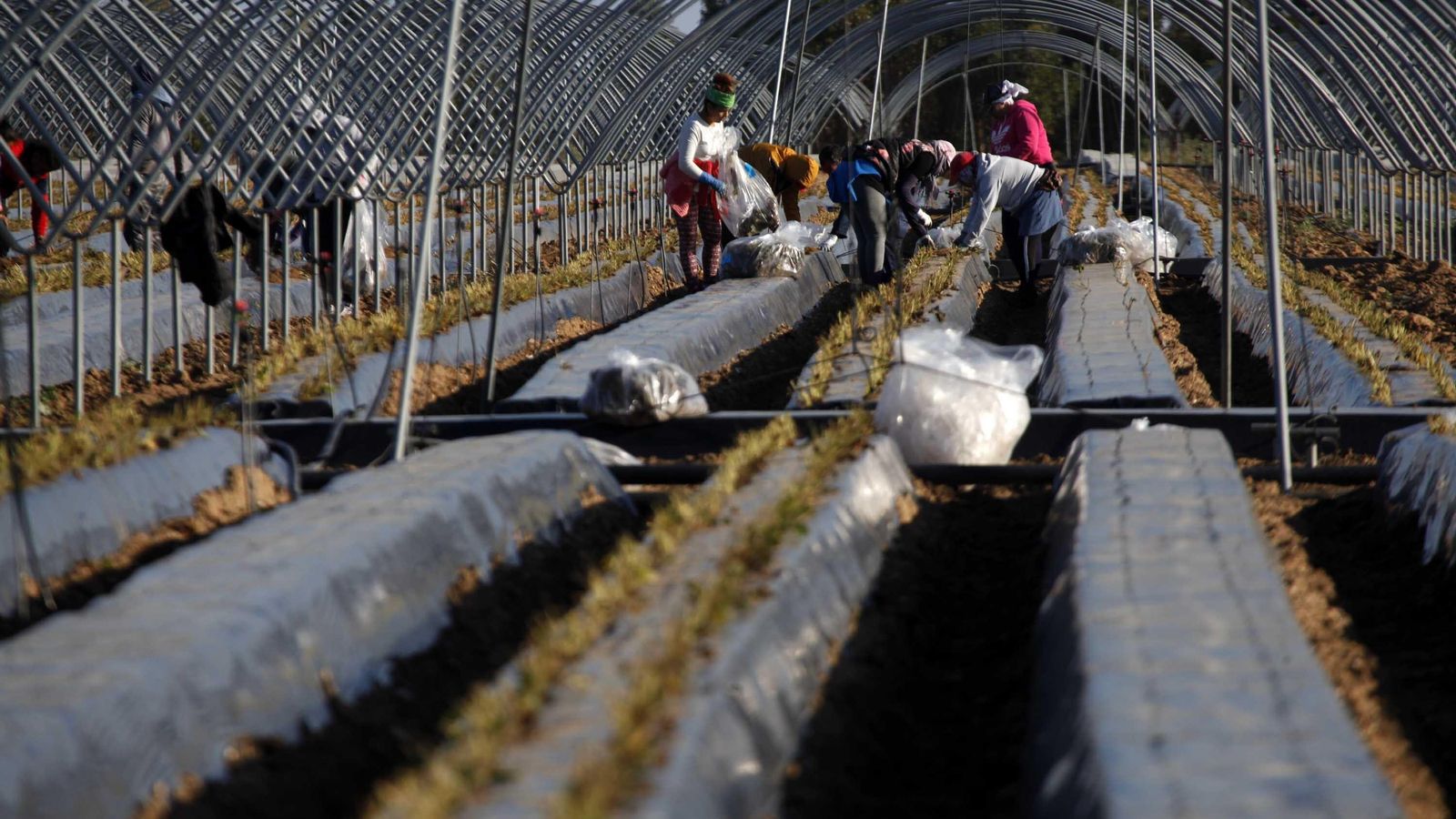 El campo onubense necesitará entre 90.000 y 100.000 temporeros