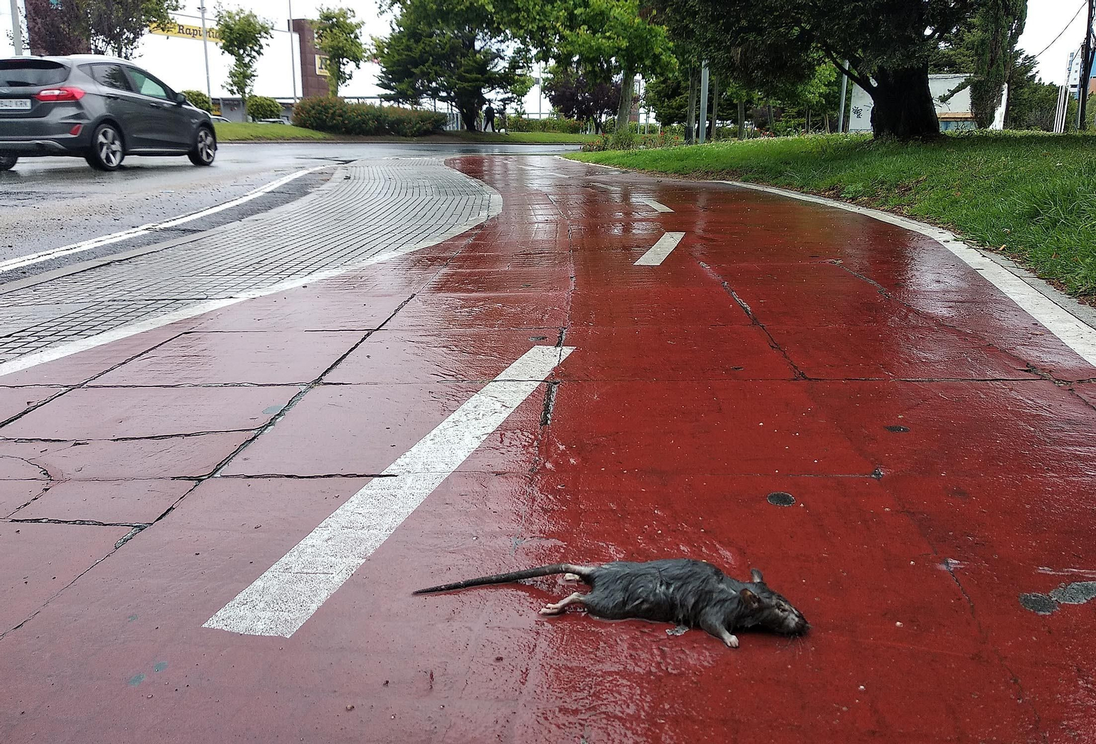 Imágenes de suciedad y okupas en la calle Santiago Apóstol