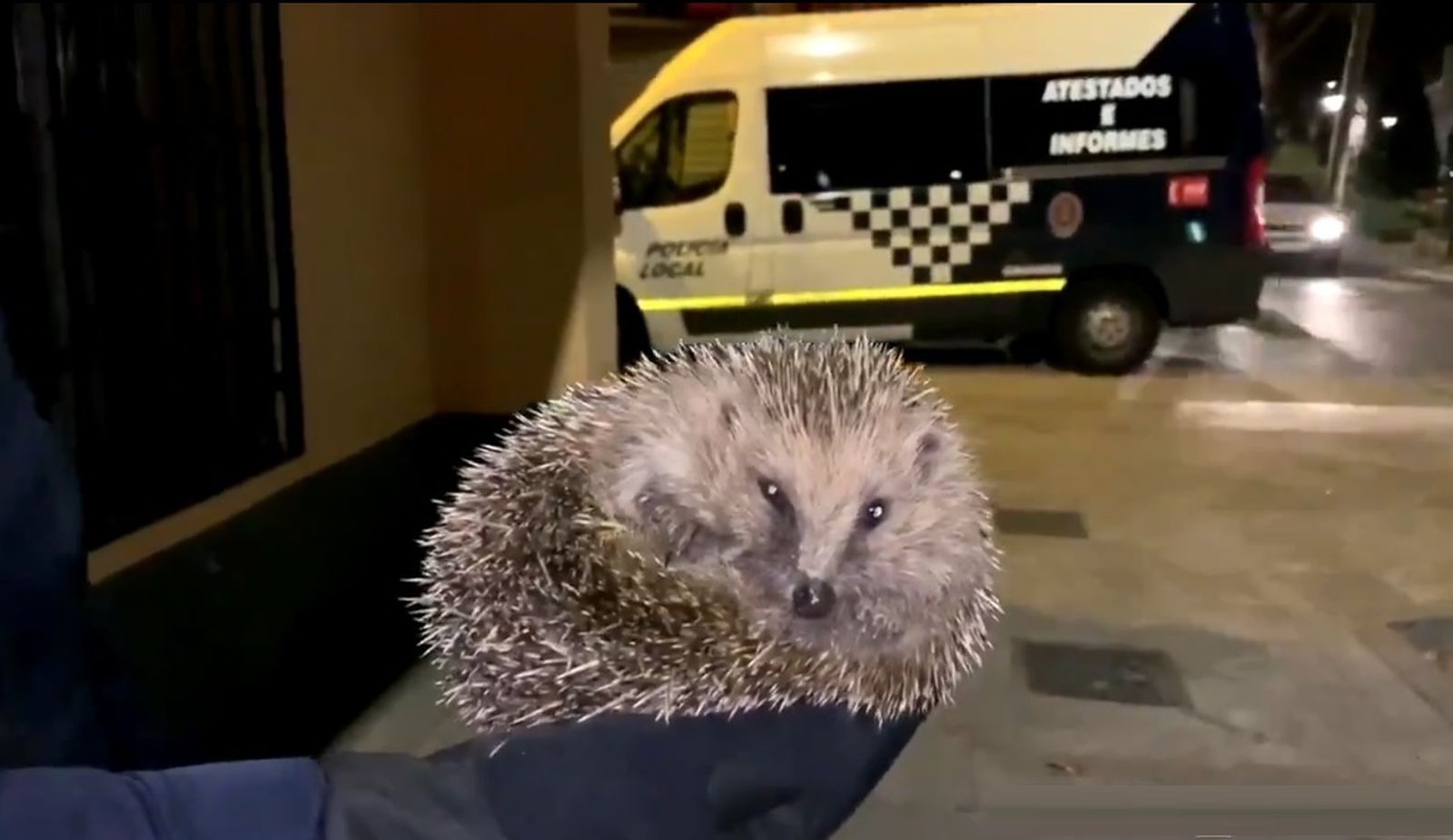La 'Operación espinete' salva a un erizo en la Chana