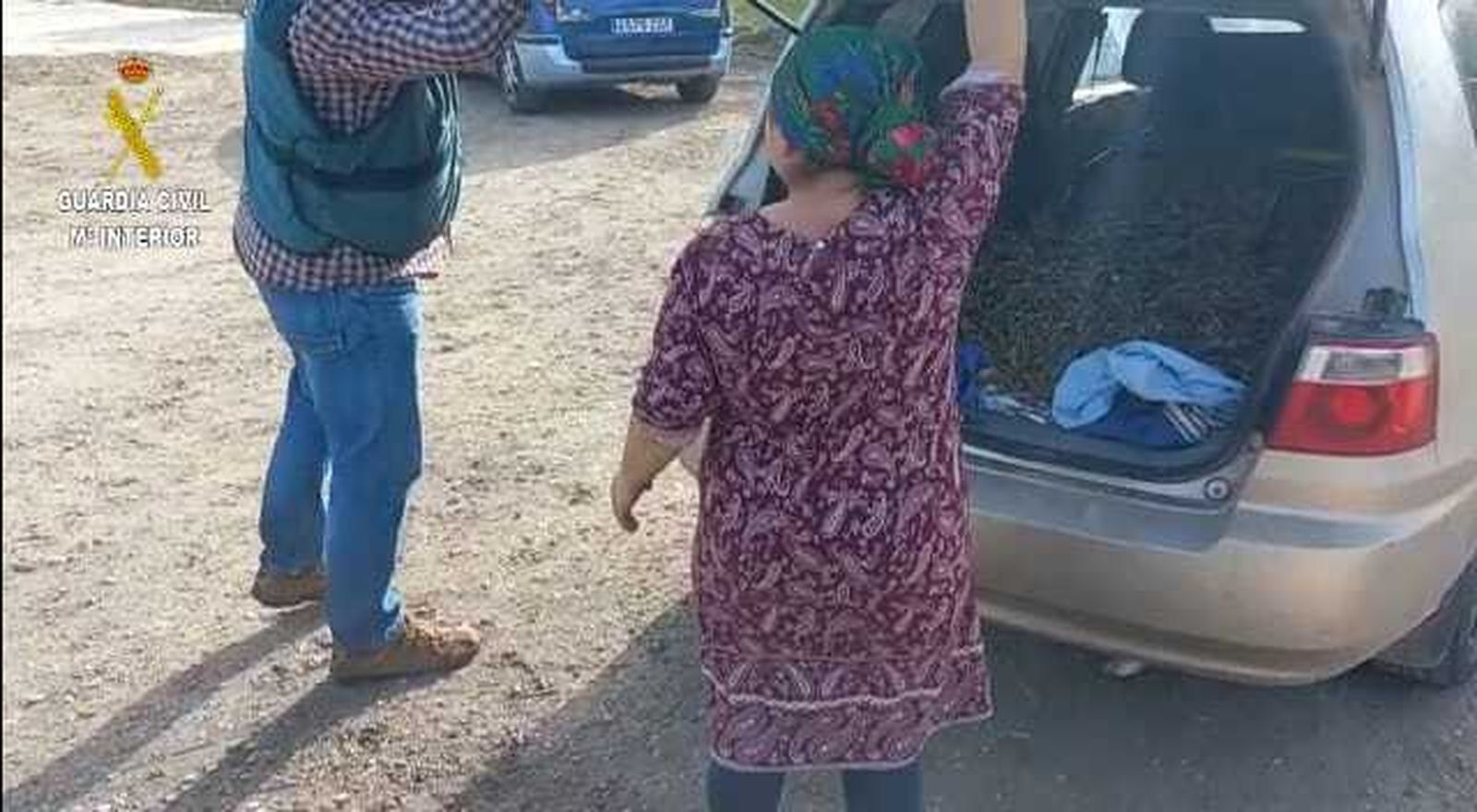 La Guardia Civil investiga a 28 personas por el hurto de aceitunas en Osuna y Estepa