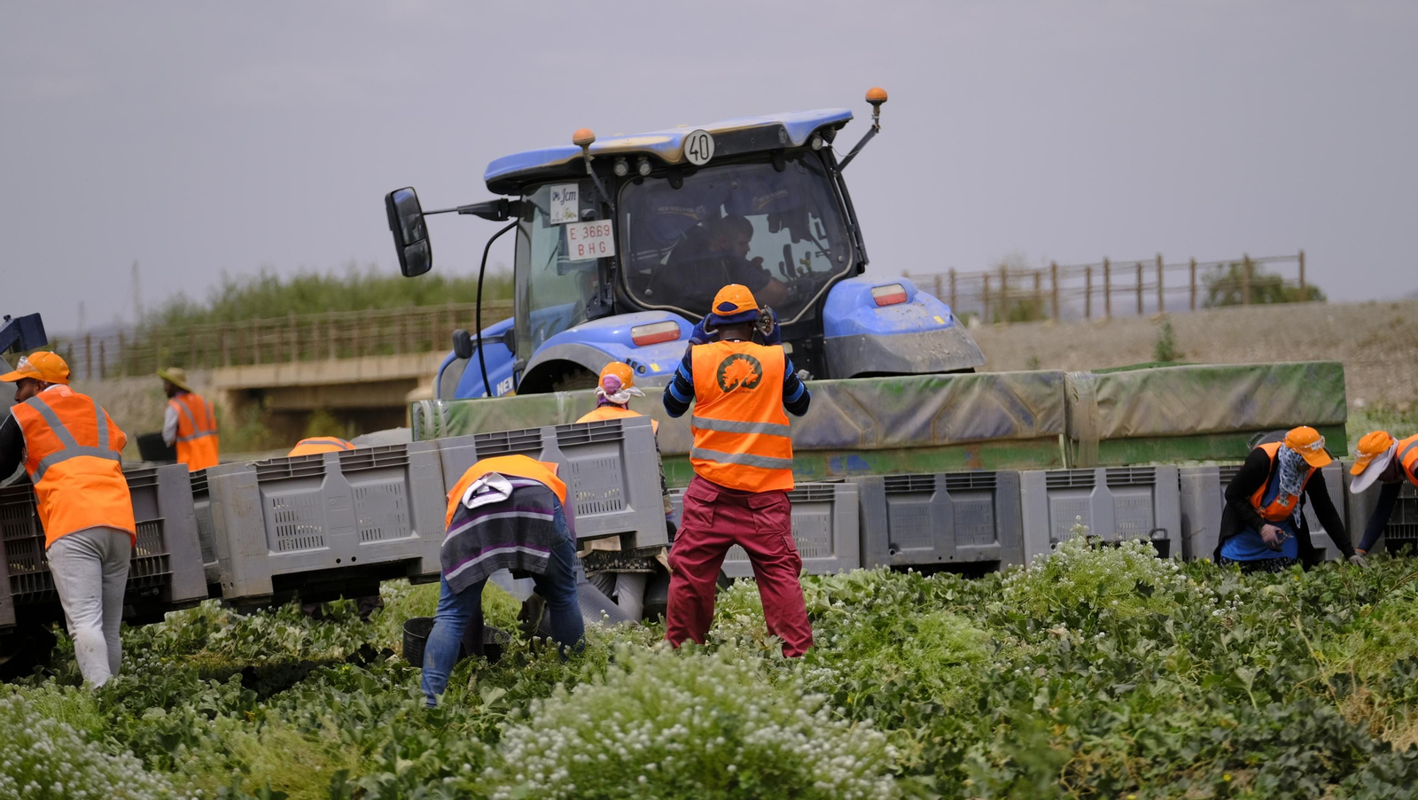 La sandía y el melón de Huércal Overa, manjares en imágenes
