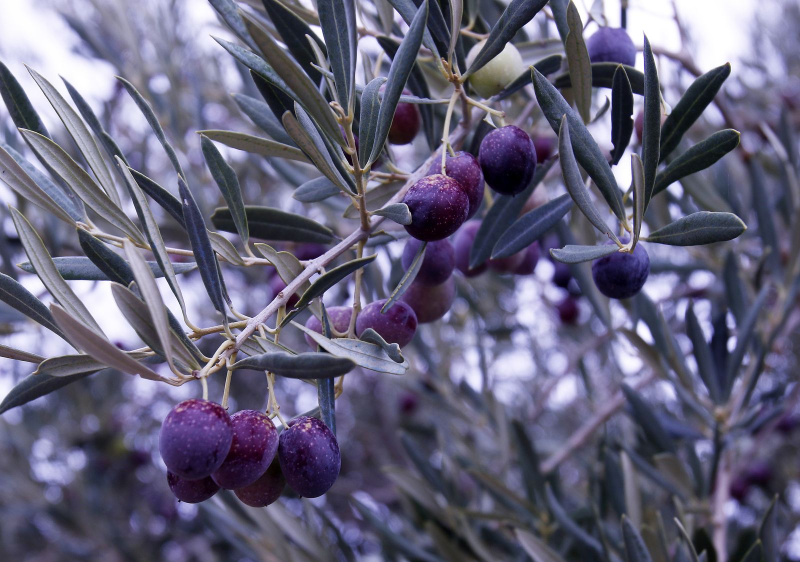 Reportaje sobre el aceite de oliva