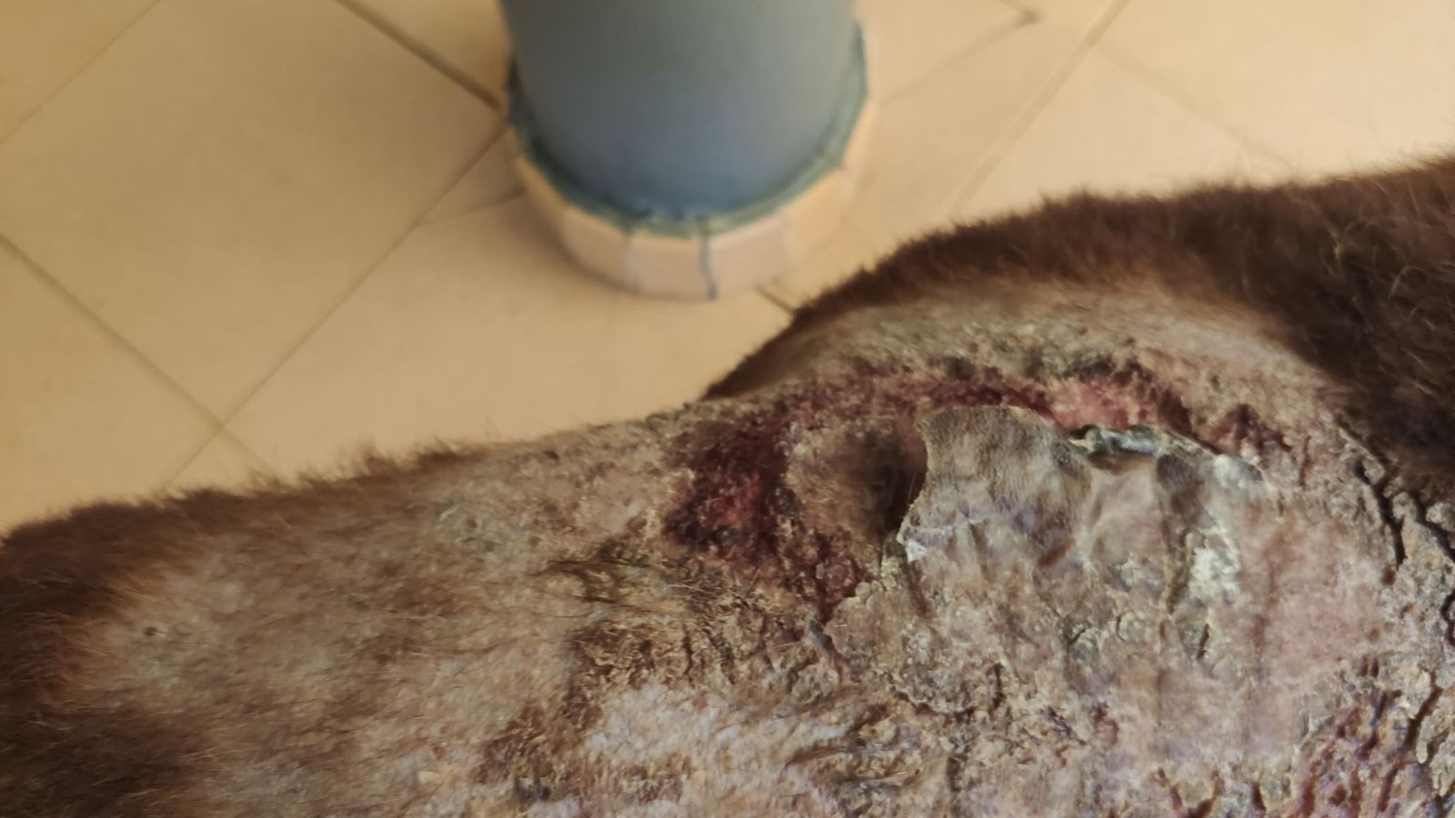 Quemaduras por ácido que presentaba el animal.