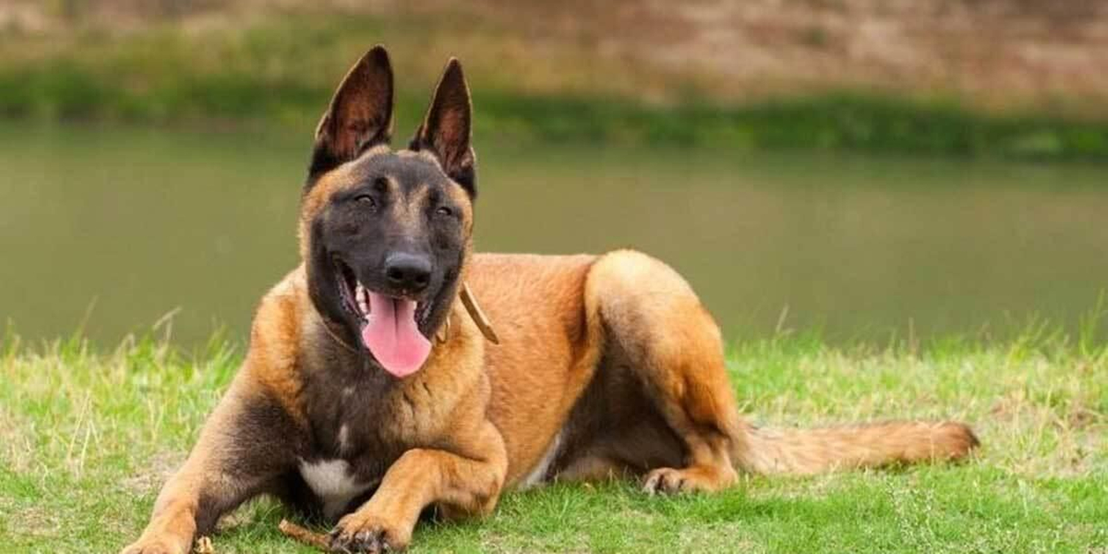 Un pastor belga mata a un bebé de un mes en Portugal