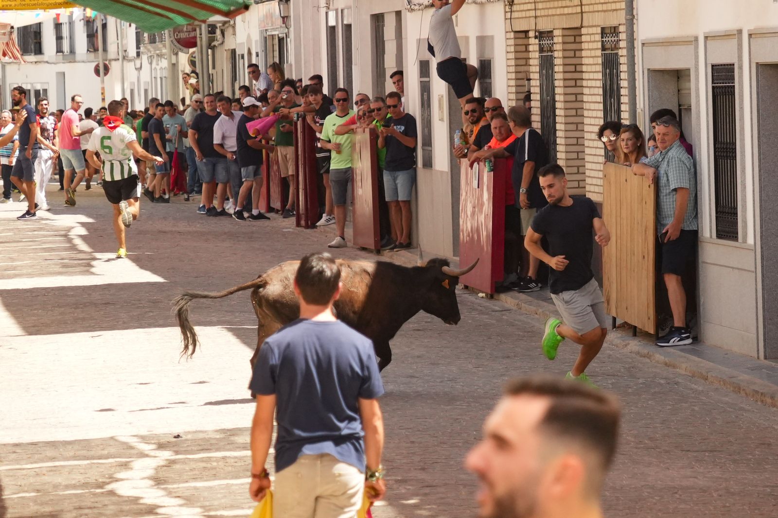 El encierro de vaquillas por Santa Ana El Viso, en imágenes