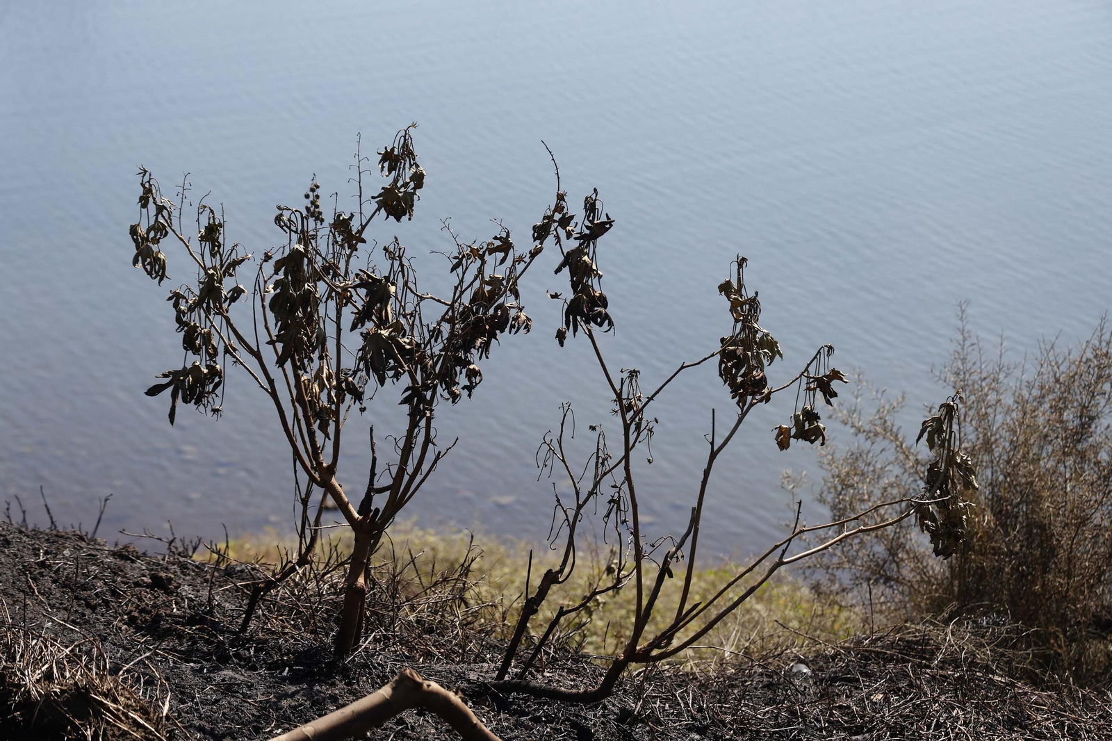 Así ha quedado la zona quemada por el incendio en el Paseo de la Cornisa de Algeciras
