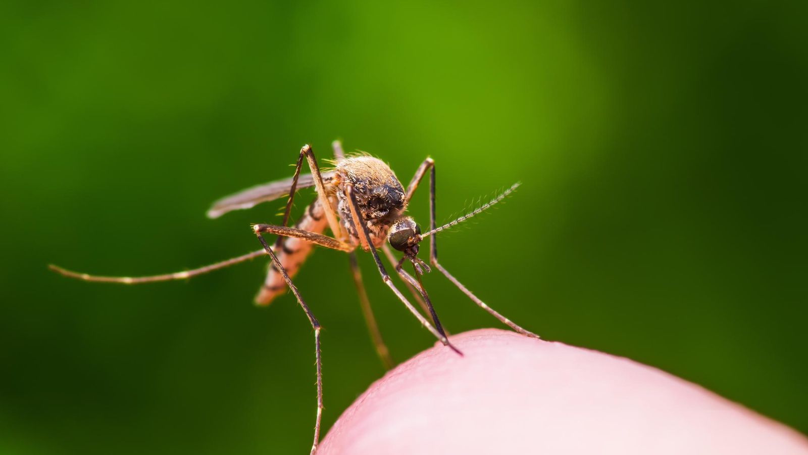 El mosquito adulto es el que porta el virus del Nilo.