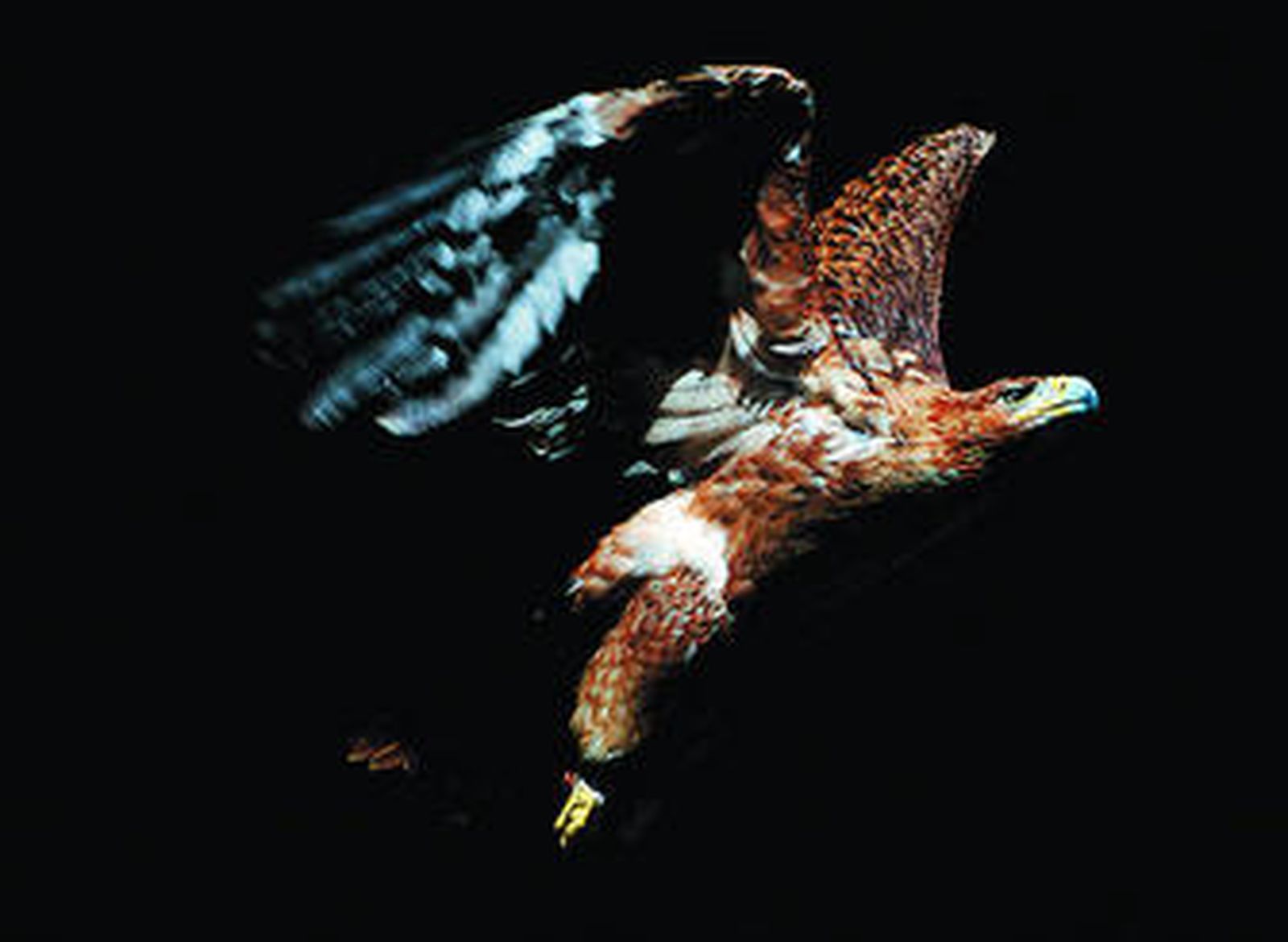 Un ejemplar de este ave en peligro de extinción, en un centro de cría en cautividad.