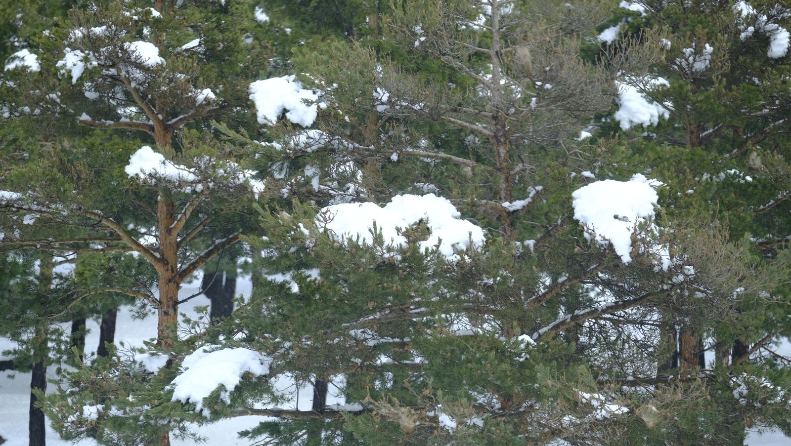 Imágenes del temporal de nieve en la provincia de Almería.