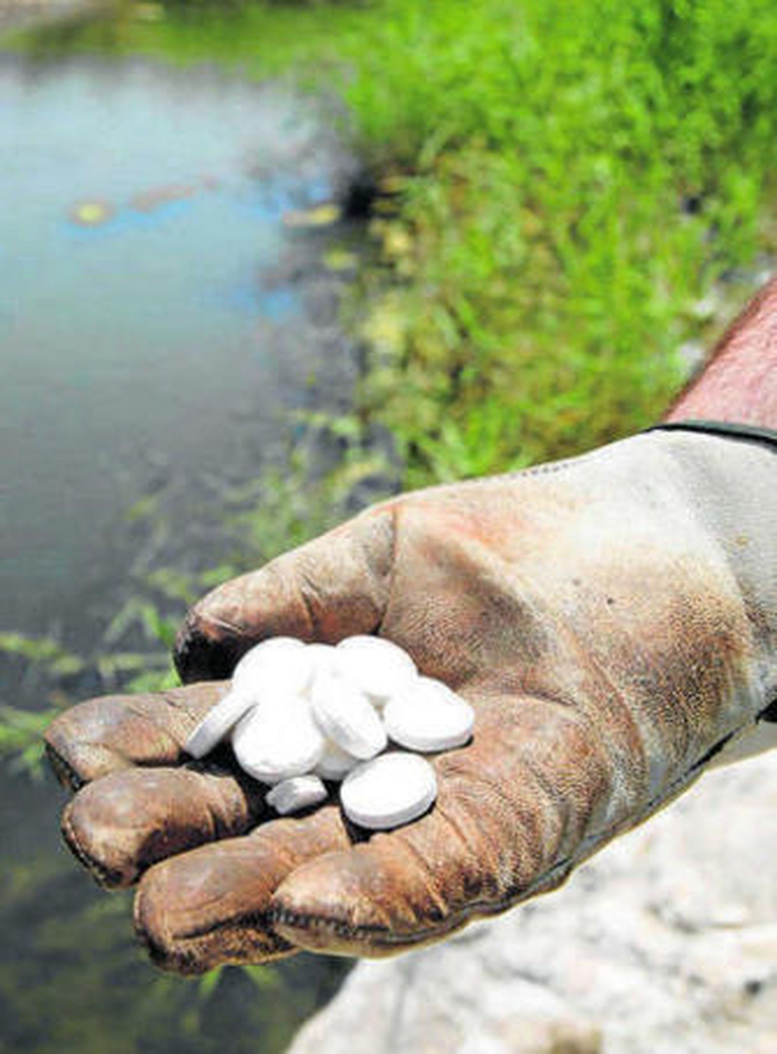 Pastillas que se utilizan contra las larvas y huevos de mosquitos.