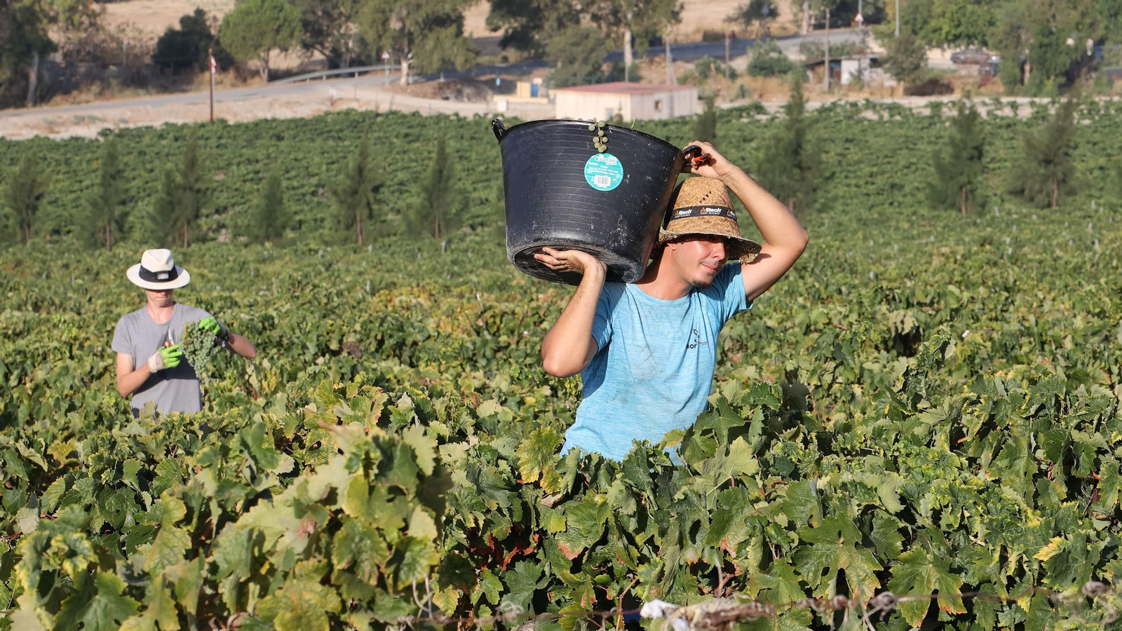 Vendimia de Cayetano del Pino en Jerez