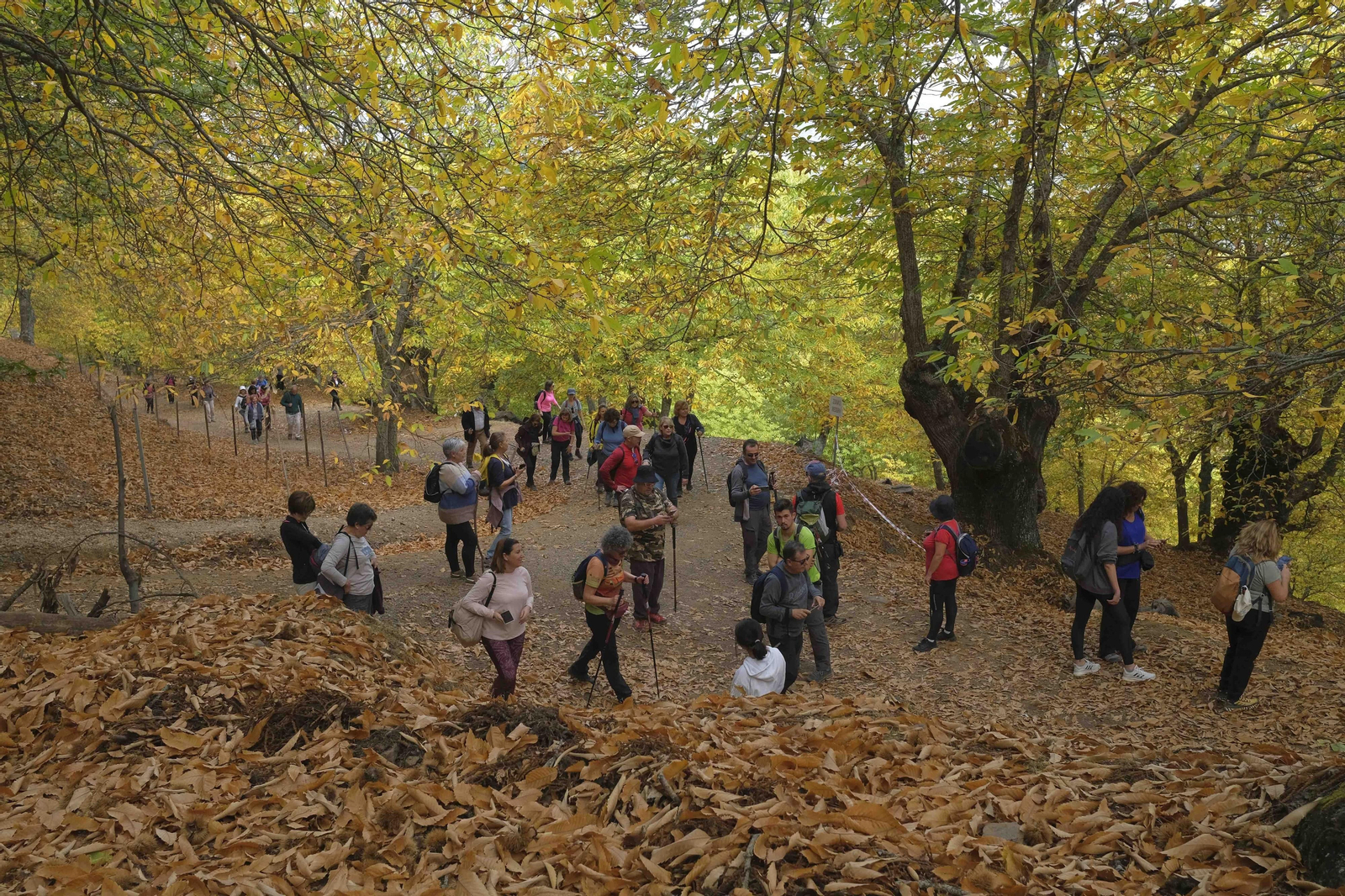 El Bosque de Cobre, en imágenes