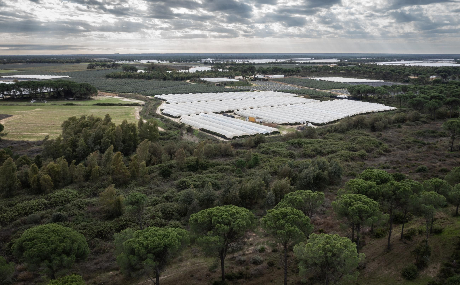 Las fotos de los cultivos en Doñana después del acuerdo sobre la regulación de regadios