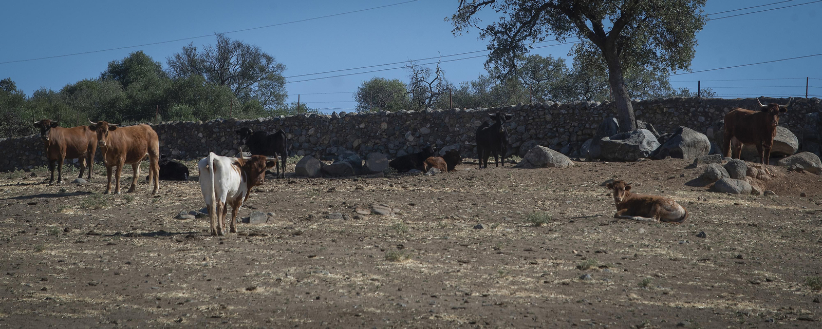 La sequía amenaza a la ganadería de toda Andalucía