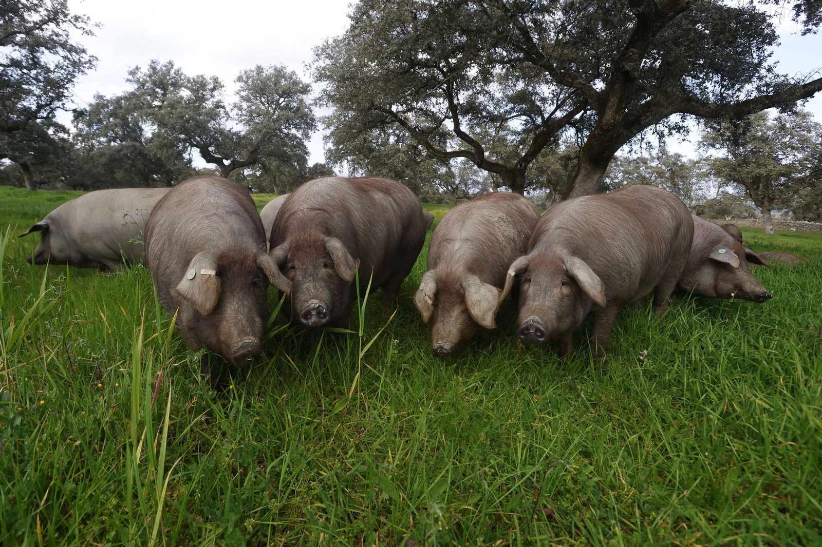 Cerdos en Los Pedroches.