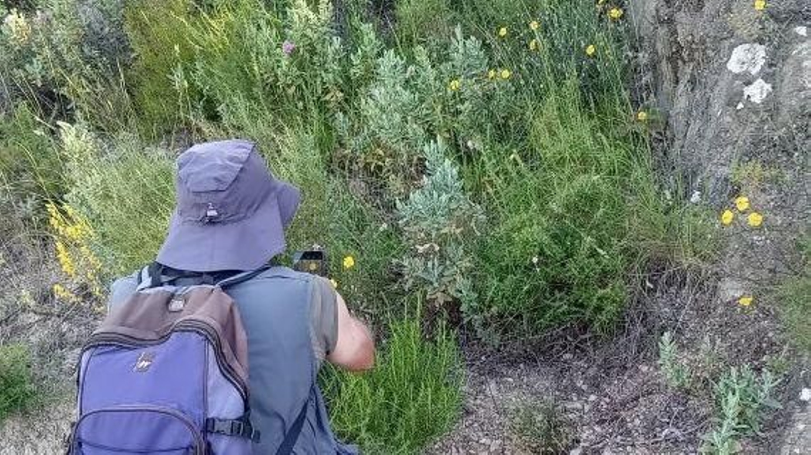 La  especie hallada en el término de Puerto Serrano y en la población sevillana de Coripe.