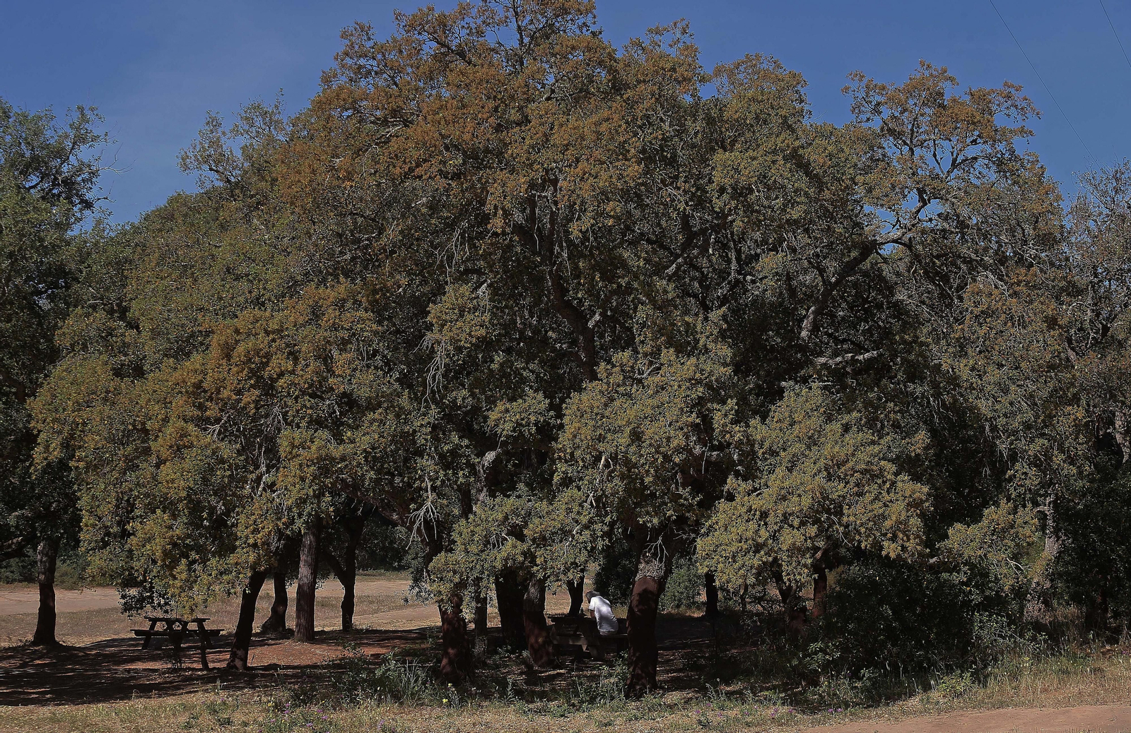 El Pinar del Rey de San Roque, en imágenes