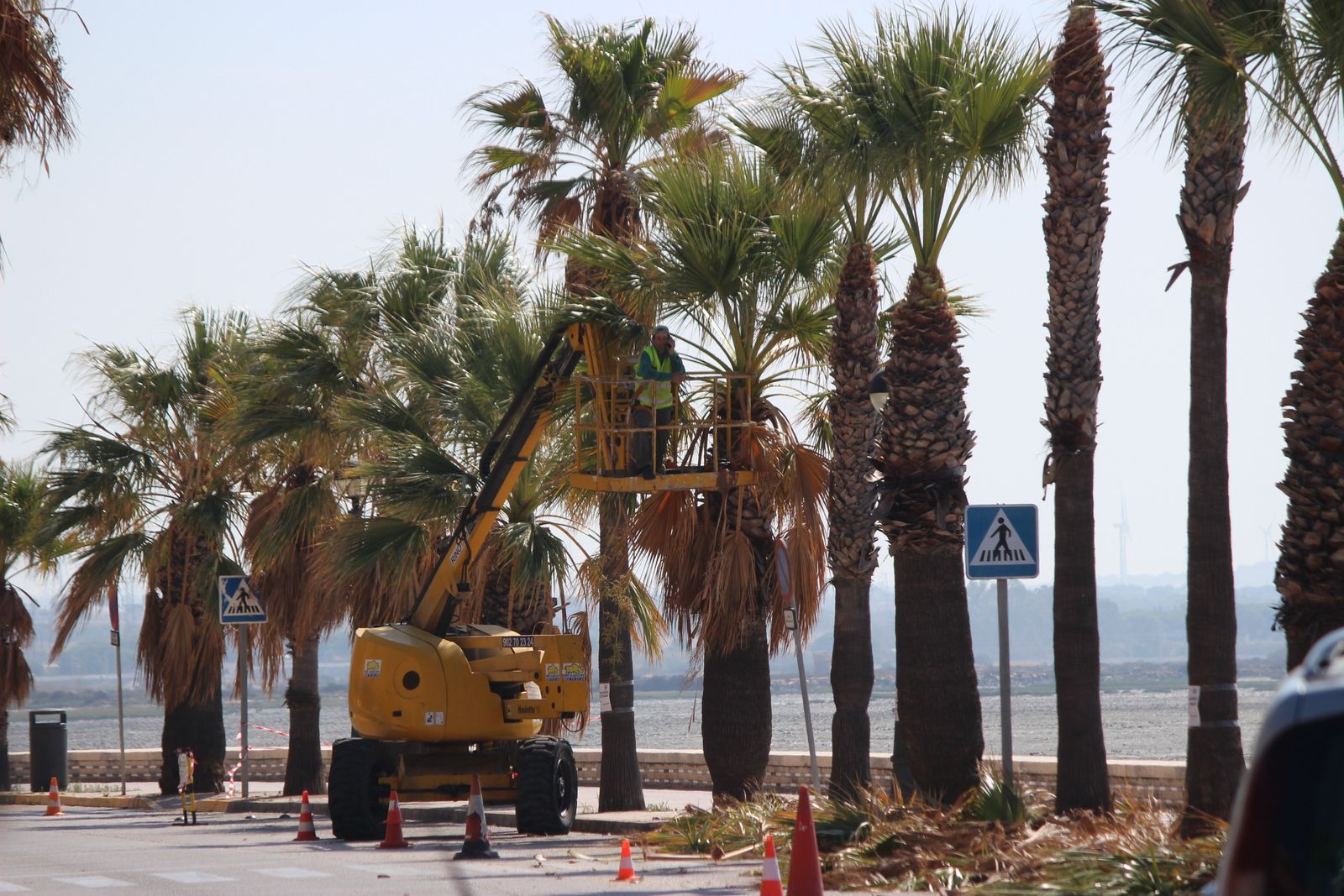 Una de las podas de palmeras realizadas en el Paseo Marítimo