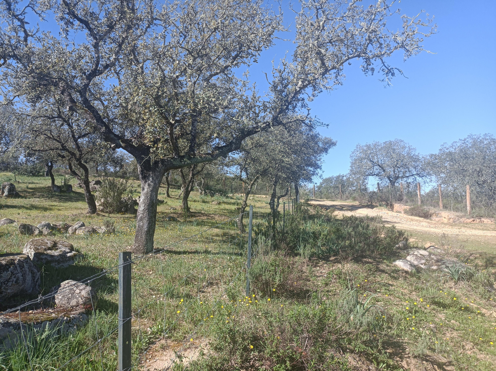 Tras las primeras fincas, el paisaje empieza a embellecerse: se impone la dehesa.