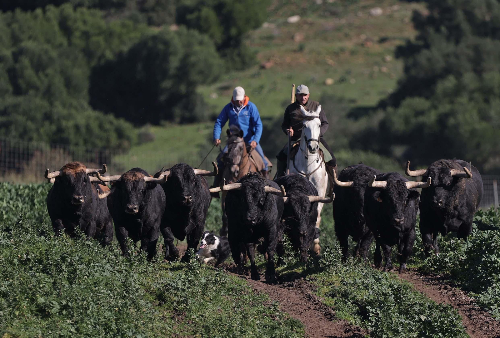 Los toros de La Palmosilla repiten en Pamplona por quinto San Fermín consecutivo, en imágenes