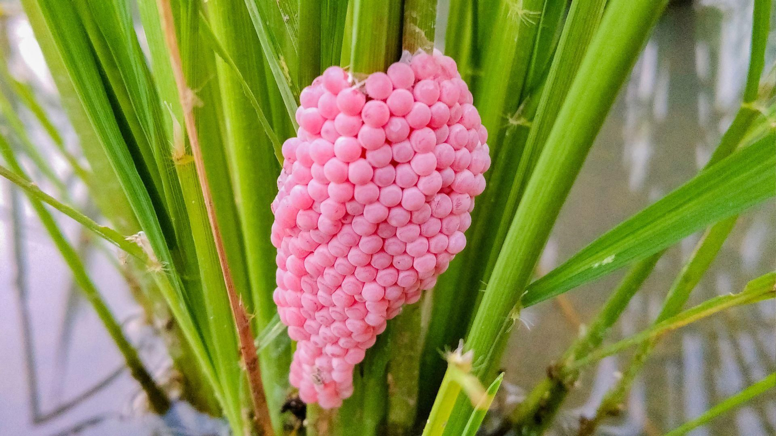 Huevos rosas generados por el caracol manzana