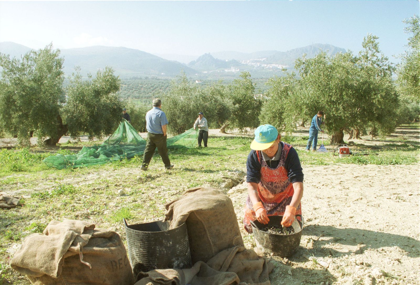 Campaña de recolección de la aceituna