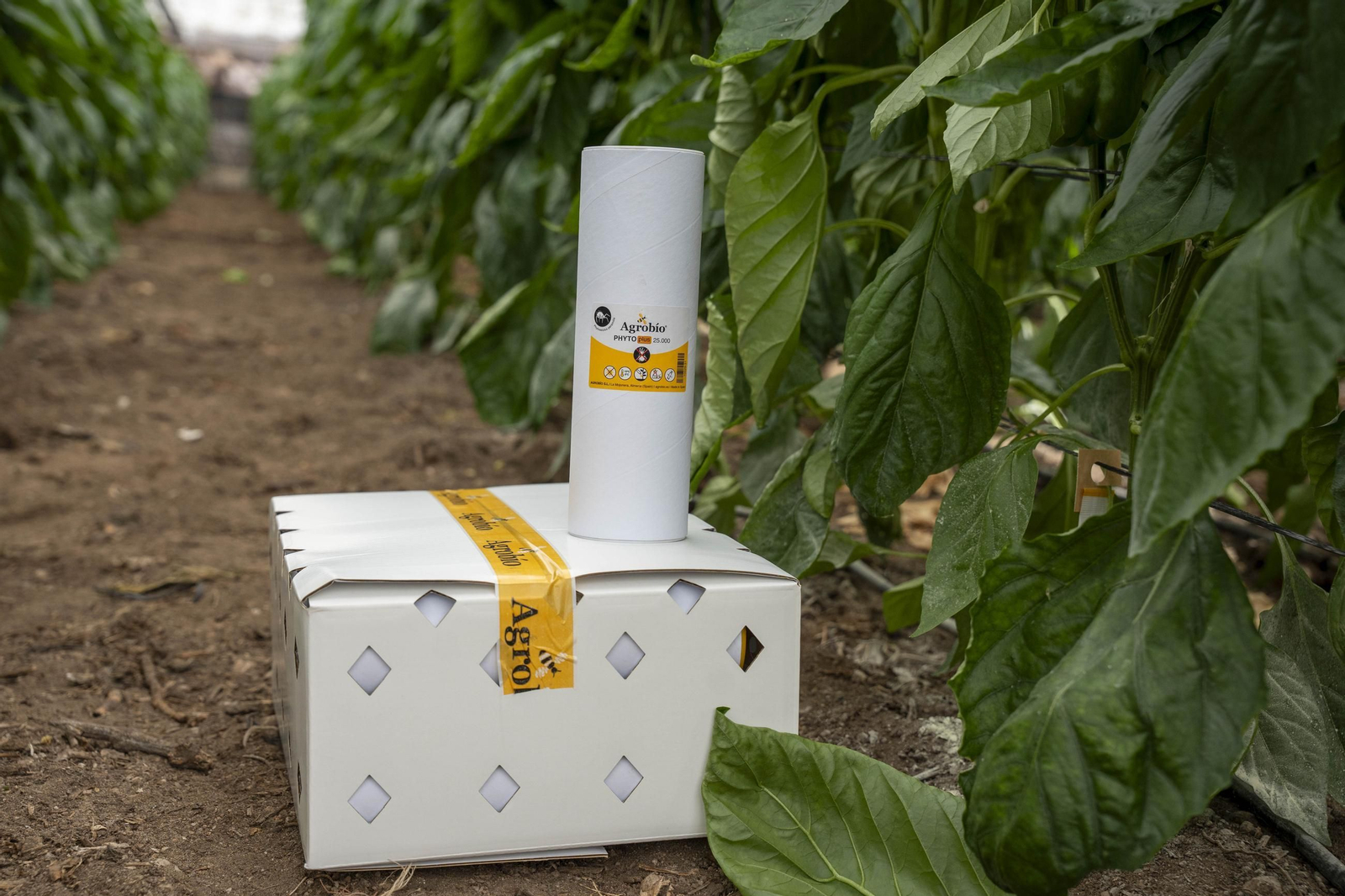 Las imágenes de la suelta de bichos depredadores para la lucha biológica en invernadero por Agrobio
