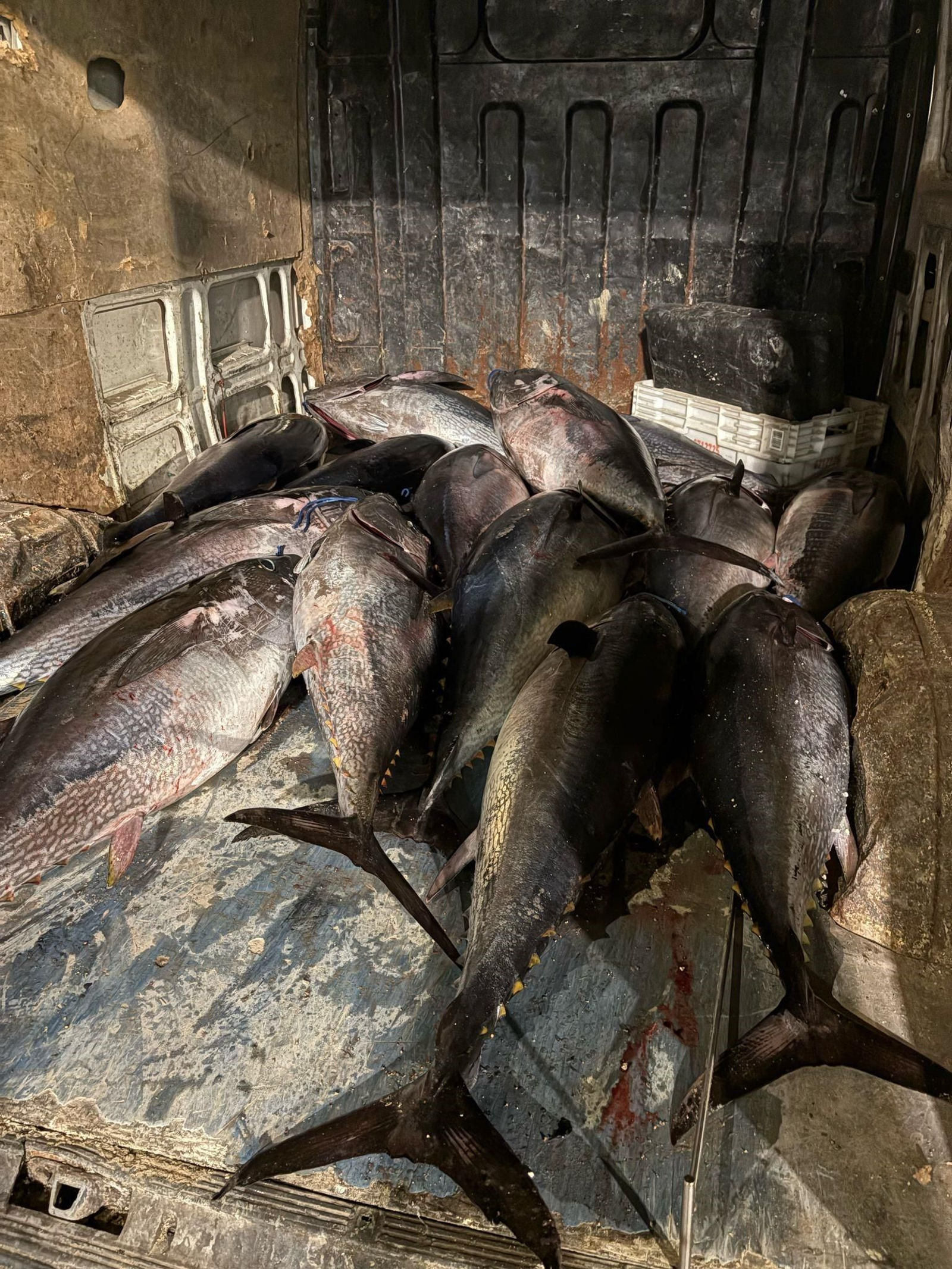 La Guardia Civil recupera en el puerto de Tarifa 36 atunes rojos pescados ilegalmente.